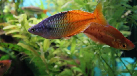 AquariumFish001 Stock Footage 22800250