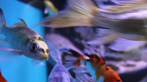 AquariumFish001 Stock Footage 22800267