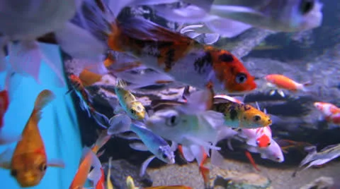 AquariumFish001 Stock Footage 22800268