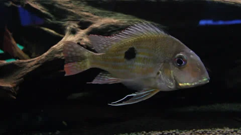 AquariumFish001 Stock Footage 22800269