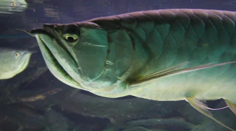 AquariumFish001 Stock Footage 22800274