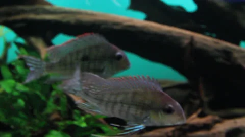 AquariumFish001 Stock Footage 22800287