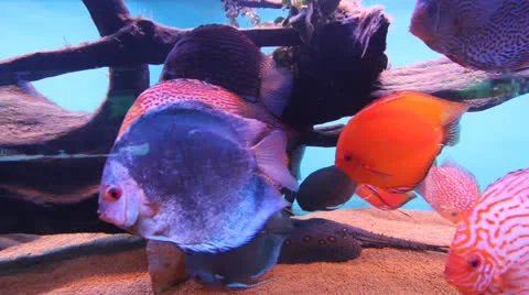 AquariumFish001 Stock Footage 22800297