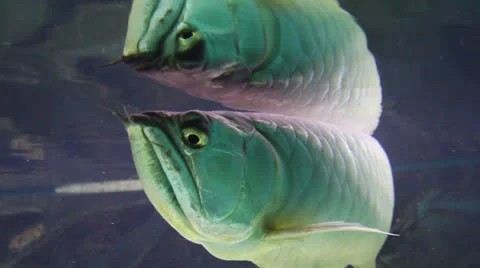 AquariumFish001 Stock Footage 22800306