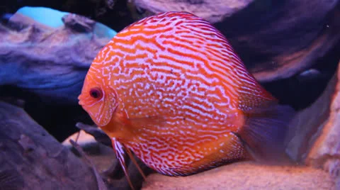 AquariumFish001 Stock Footage 22800312