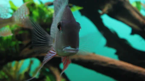AquariumFish001 Stock Footage 22800320