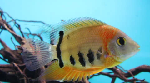 AquariumFish001 Stock Footage 22800326