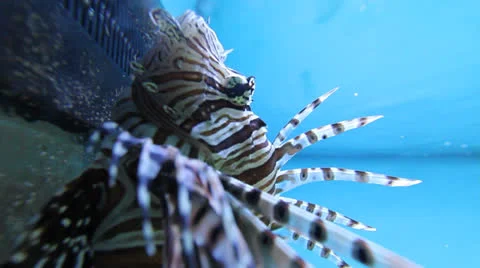 AquariumFish001 Stock Footage 22800403