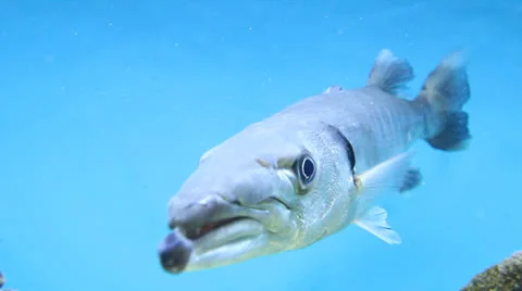 AquariumFish001 Stock Footage 22800459