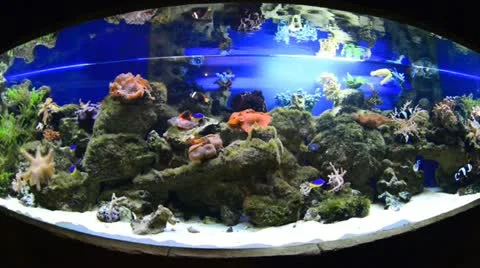 Aquariums Stock Footage 19347808