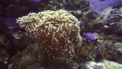 Aquarium's Soft Current Stirs a Soft Coral. UltraHD 4k footage Video stock 77749363