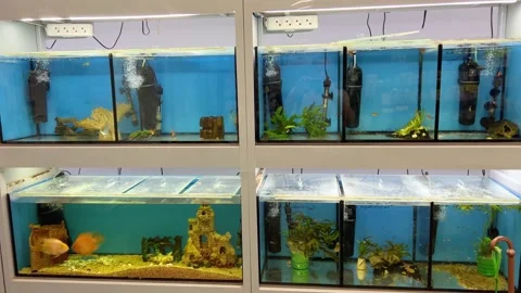 Aquariums in the store Stock Footage 206843917