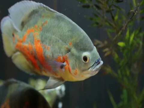 Aquarius fish 2 Stock Footage 80631144