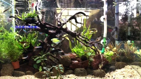 Aquascape with beautiful fish Stock Footage 220908821