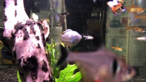Aquascape with beautiful fish Stock Footage 220908824