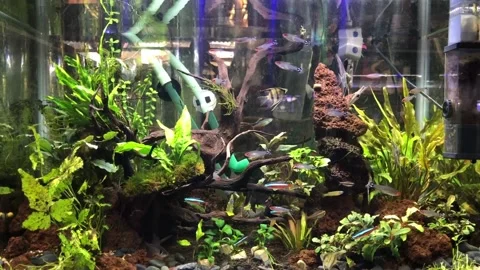 Aquascape with beautiful fish Stock Footage 220908826