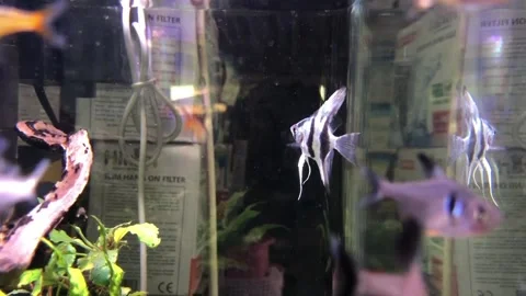 Aquascape with beautiful fish Stock Footage 220908837