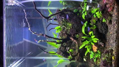 Aquascape. Stock Footage 263878987