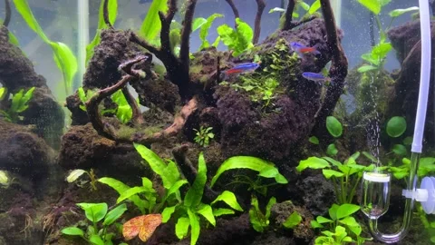 Aquascape. Stock Footage 263879152