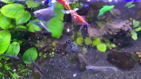 Aquascape Stock Footage 263887767