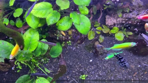 Aquascape Stock Footage 263888123