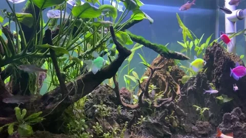 Aquascape. Stock Footage 263954267
