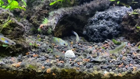 Aquascape. Video stock 263958433