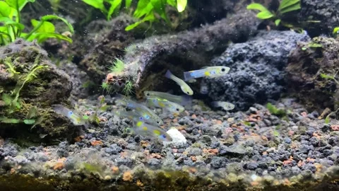 Aquascape Video stock 263958623