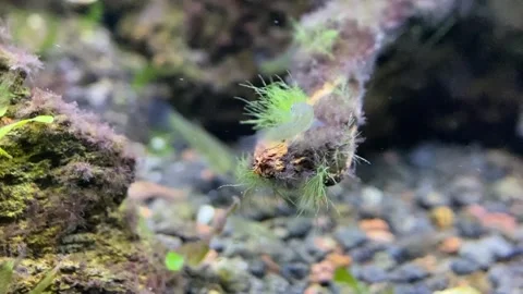 Aquascape Video stock 263960284