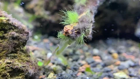 Aquascape Video stock 263960493