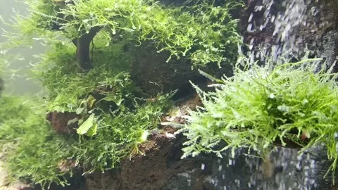 Aquascape natural theme Stock Footage 234110741