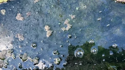 Aquatic Algae Oxygenation: A Documentary on Natural Photosynthesis Video stock 273991606