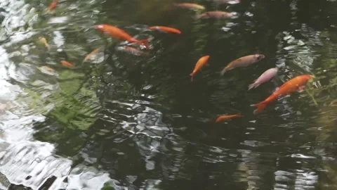 Aquatic Ballet Stock Footage 315404644