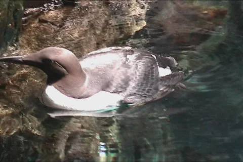 Aquatic bird Video stock 110658