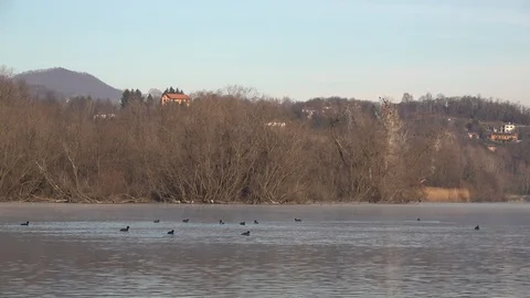 AQUATIC BIRDS FLOATING IN THE RIVER IN WINTER Stockbeeldmateriaal 101056971