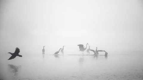 Aquatic birds Stock Footage 97394081