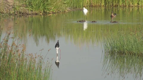 Aquatic birds in the marsh Stock Footage 104445043