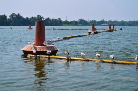 Aquatic birds on a pipe Stock Photos