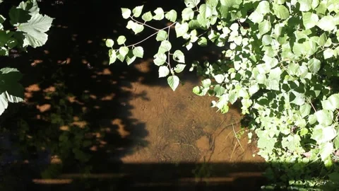 Aquatic bugs skating on peaceful forest creek with linear shadow patterns Stock Footage 336412442
