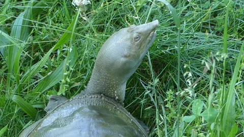 An aquatic carnivorous turtle with a long neck Stock Footage 220929690