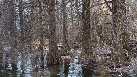 Aquatic coniferous plants Stock Footage 313984247
