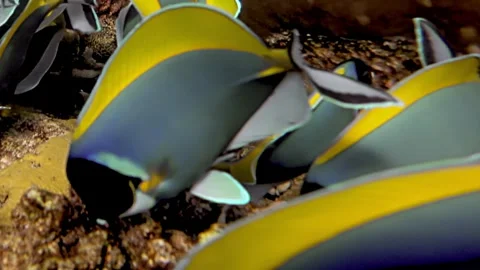 Aquatic Dance Brilliant Tangs Navigate a Submerged Wonderland Stock Footage 340456705