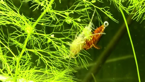 Aquatic diving beetle (Graphoderus liberus) underwater Video stock 309825712