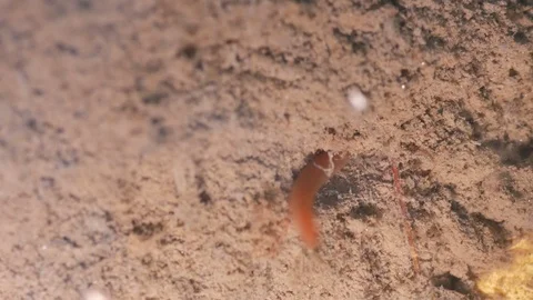 Aquatic earthworms movement in the mud Stock Footage 87917402