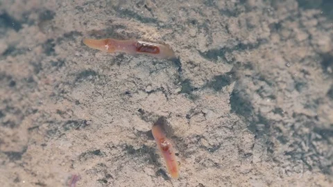 Aquatic earthworms in the pond Stock Footage 87917258