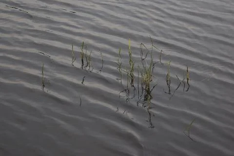 Aquatic grass Stock-Fotos