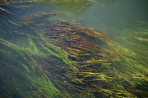 Aquatic grass in the river Stock Photos