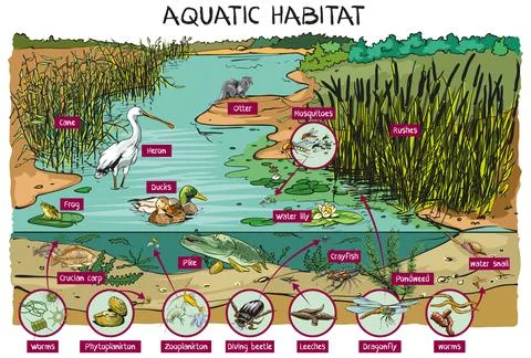 Aquatic habitat Stock Illustration