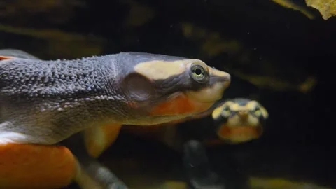 Aquatic Harmony: Side-Neck Turtle in Natural Habitat for Wildlife Photography Stock Footage 323162335