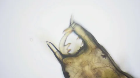Aquatic insect larvae through a microscope Stockbeeldmateriaal 76213129
